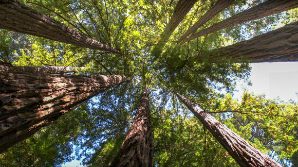 How Our Tree Care Process Works  in  Lawrenceville, NJ