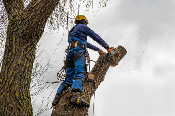 Best Lawn Dethatching Services  in Lawrenceville, NJ