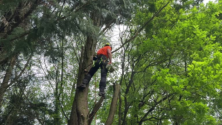 Best Root Management and Removal  in Lawrenceville, NJ