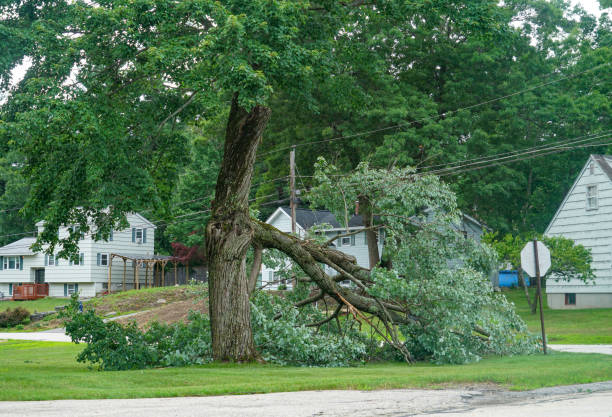 Best Commercial Tree Removal  in Lawrenceville, NJ